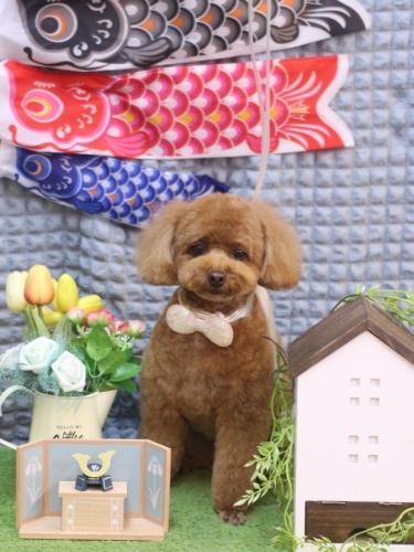 20230517ブラちゃん